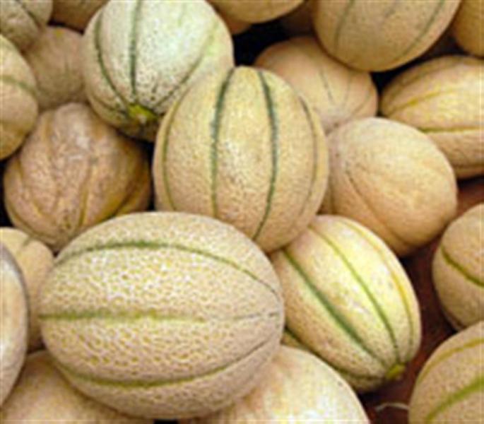 IROQUOIS MUSK Melon USA 10 seeds